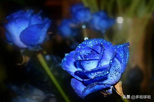 蓝色妖姬的花语是什么意思 （5朵蓝色妖姬的花语是什么意思）