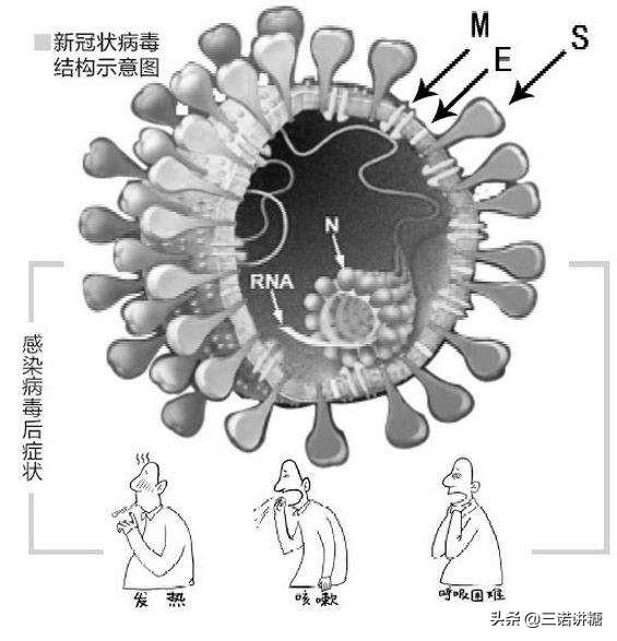 什么是冠状病毒