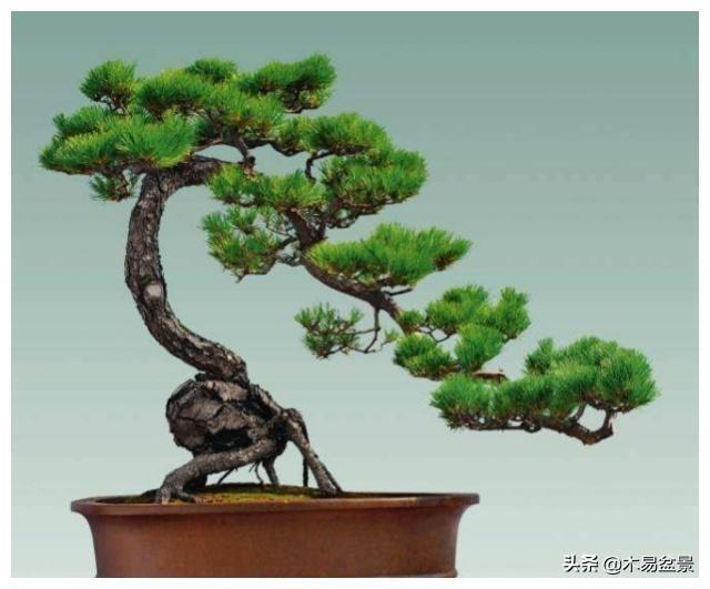 黑松造型初期怎么做(图4)