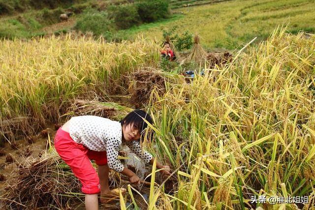 于都县新农合大病医疗保险报销比例_农民一年辛苦挣的钱都花到哪里去了？