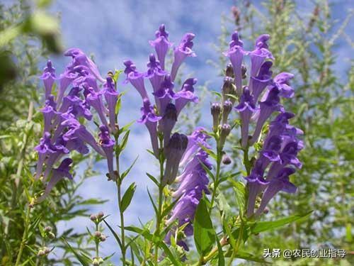 绿化黄花菜图片