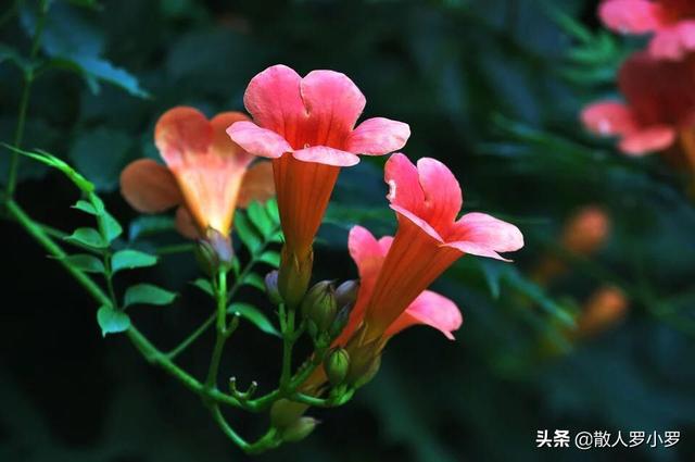 花卉种植设计方案-花卉种植设计方案效果图