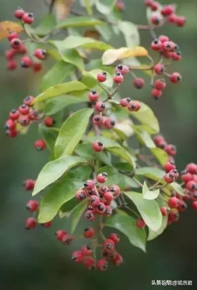 轮回之章羽翼装备合成 轮回之章 羽翼攻略-第3张图片-Game优搜