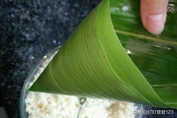 西米粽子的做法-西米粽子的做法和包法的正确煮法