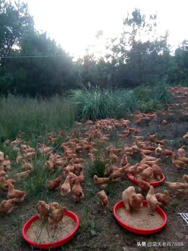 推销自己幽默句子_谁有调侃食堂饭菜的经典语言