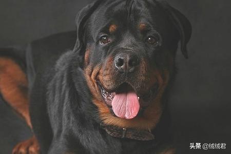 各种大型猛犬一览,第11张