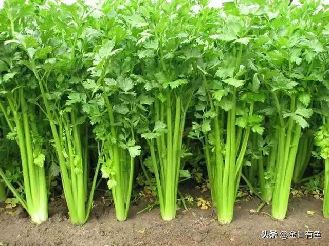 秋天果园种植什么菜好吃,秋天果园种植什么菜好吃呢