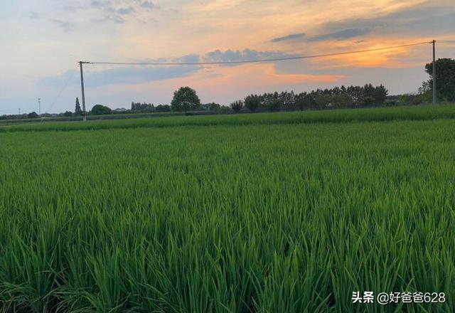 土壤不够肥沃怎么改善(图21)