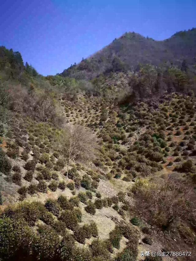 茶雅的雅称是什么,人生哲理关于茶的句子