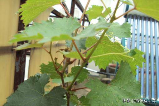 阳台盆栽葡萄种植方法,阳台盆栽葡萄种植方法视频