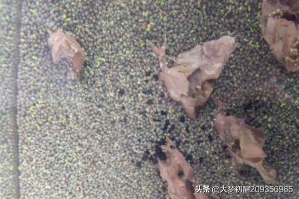 如何在鱼缸中种迷你对叶？