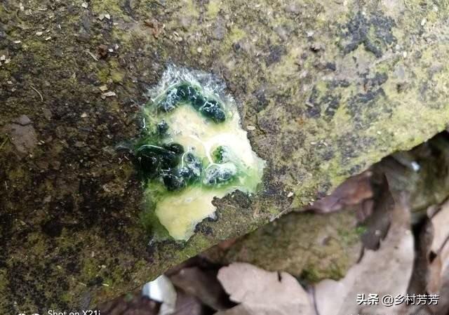 鸡拉绿色粪便喂什么药,第3张