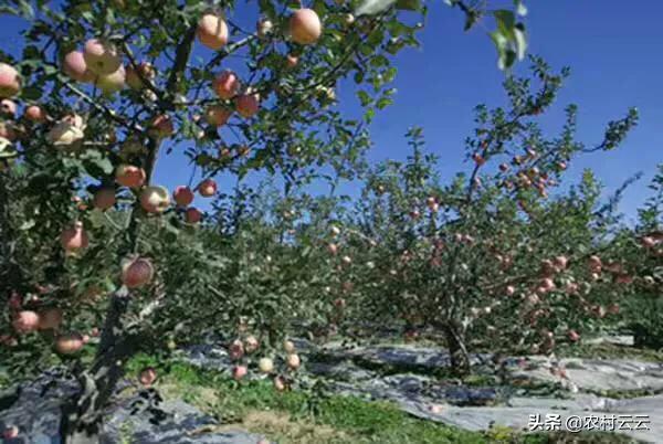 高山菜做法家常做法大全(图5)