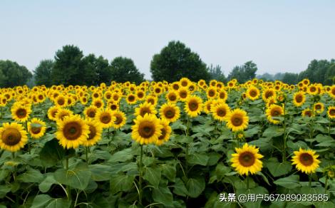 向日葵花开 （向日葵花开花时间）