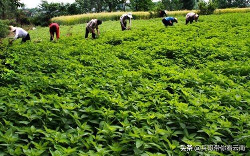 养兔种植哪种草最好