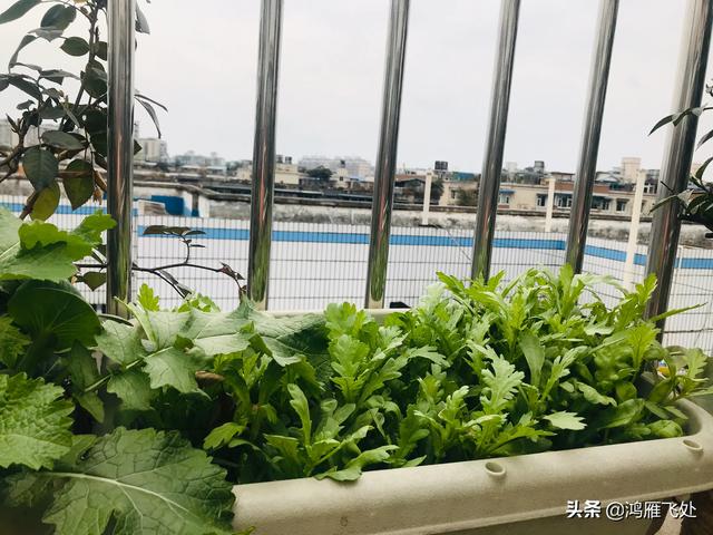 屋顶蔬菜种植管理，屋顶蔬菜种植管理方法