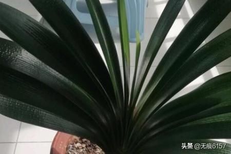 阳台无阳光种植蔬菜,阳台无阳光种植蔬菜可以吗