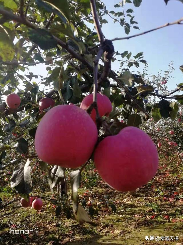 南方果园种植大讲堂,南方果园种植大讲堂视频