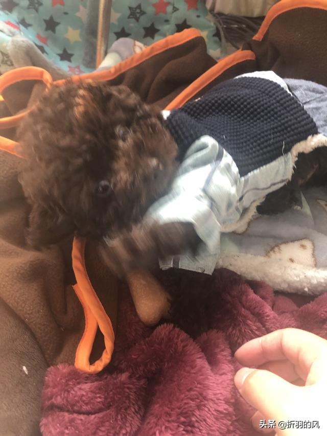 大家的狗狗都让上沙发和床吗,第1张