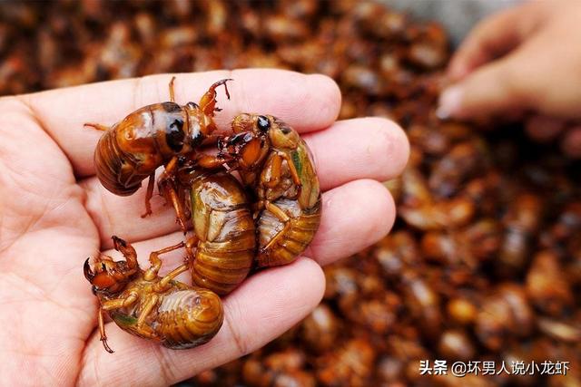 死不了花的种植方法，死不了花的种植方法有哪些