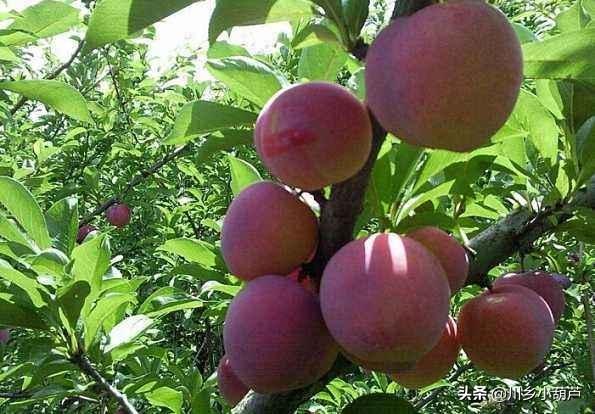 养殖业养什么风险比较小呢 农村里面做什么养殖最好，风险低？
