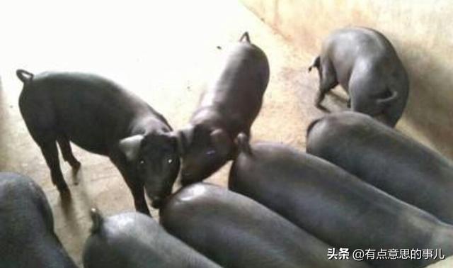 瘦肉猪养殖好养吗-瘦肉猪养殖好养吗视频