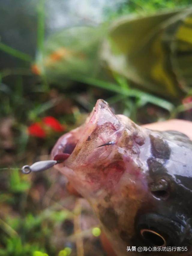 钓鲫鱼鱼钩如何搭配好看(图8)