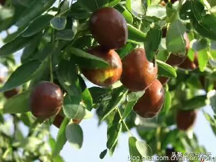高山菜做法家常做法大全