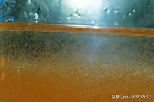新疆沙漠盐水丰年虾
