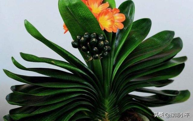 室内花草怎样浇水长得好 花才能开花,室内花草怎样浇水长得好 花才能开花呢