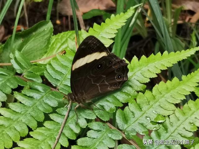 红河哪里有果园种植的,红河哪里有果园种植的地方