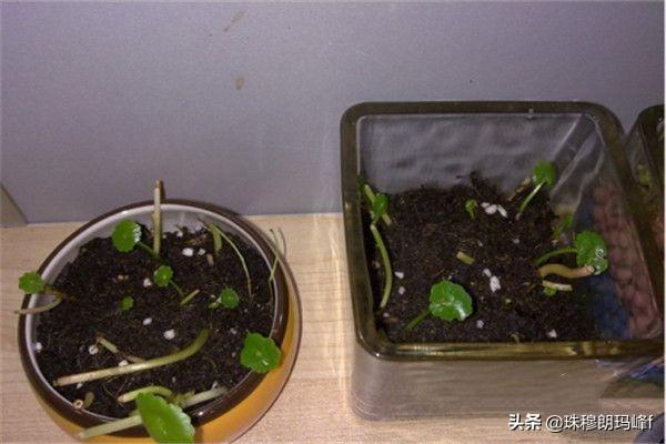 铜钱草如何搭配土壤好呢(图2)