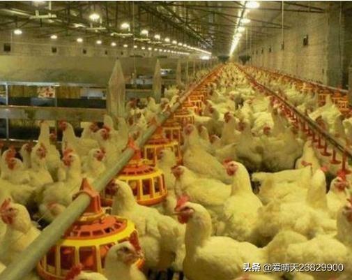 十五种家禽图片 肉鸡分几种？
