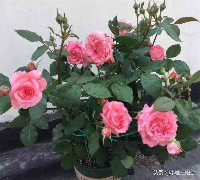 盆栽室内花卉月季?盆栽室内花卉月季怎么养!