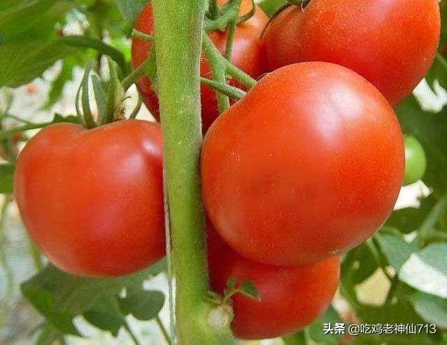 花园种植柿子图片真实大全,花园种植柿子图片真实大全大图