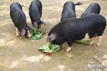 猪饲料 二师兄-猪饲料吧
