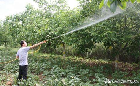 苗木种植费用怎么算呢 浇水多少钱一亩