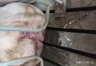 母猪用阉割吗？怎样养好母猪,第4张