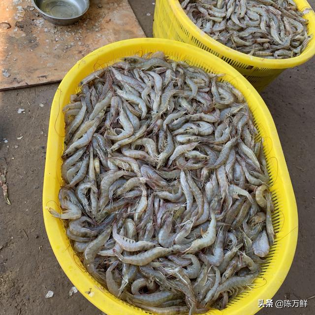 怎样建立猪饲料电商-饲料电商怎么做