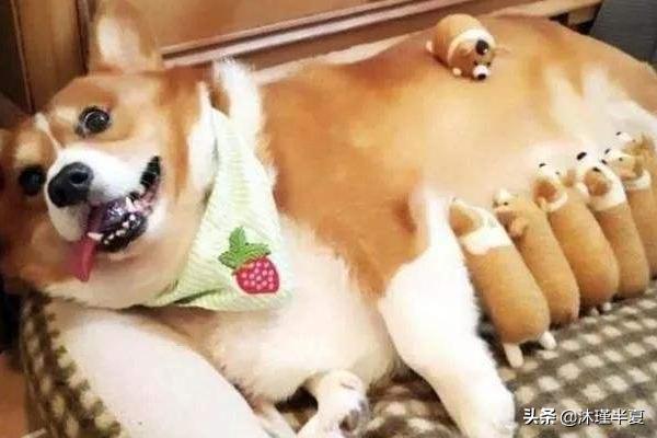 女性怀孕后期吃什么好呢(图1)