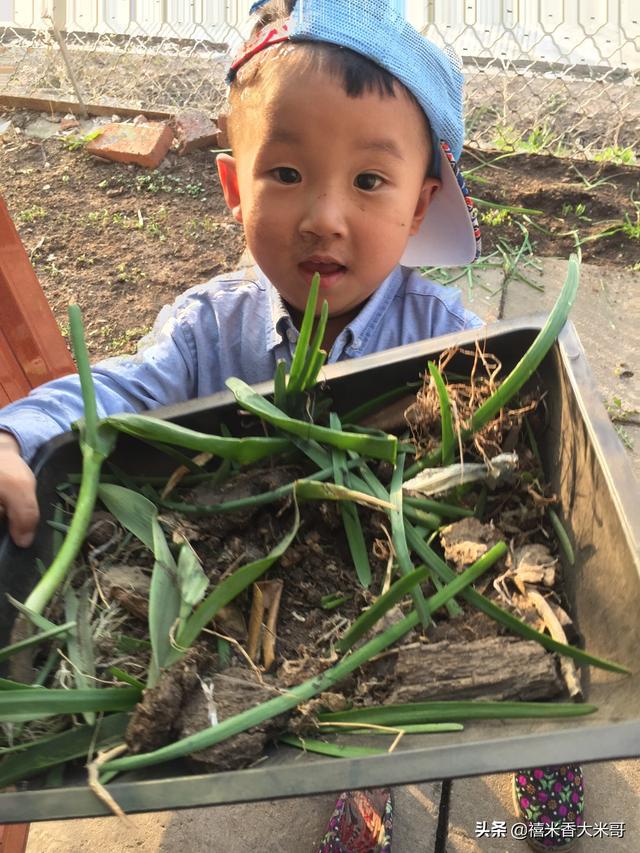 短期蔬菜种植，短期蔬菜种植有哪些品种