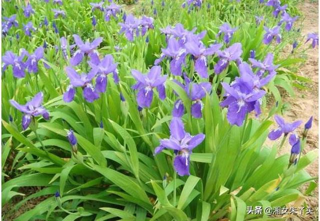 鸢尾种球花卉?鸢尾种球花卉图片!