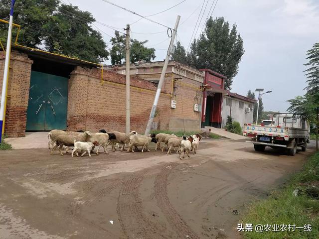 家畜饲养员培训心得体会总结 畜牧有前途吗？