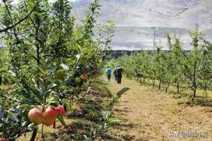 日本果园好不好种植,日本果园好不好种植呢