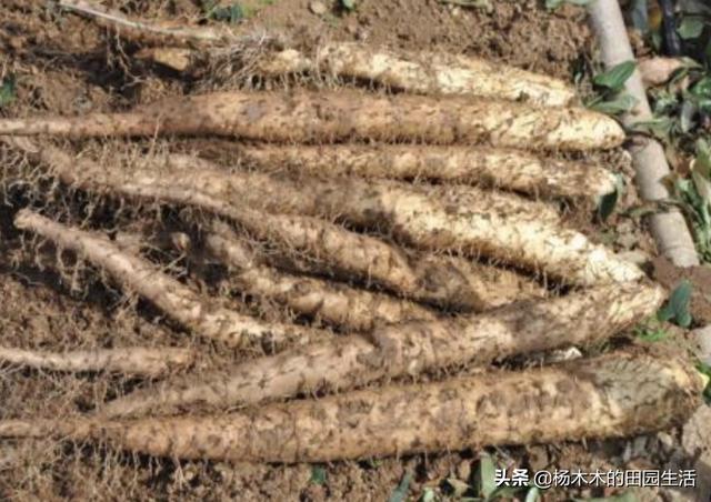 辽宁果园种植基地有哪些,辽宁果园种植基地有哪些地方