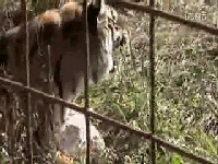 藏獒和老虎哪個厲害?藏獒和老虎哪個厲害?!