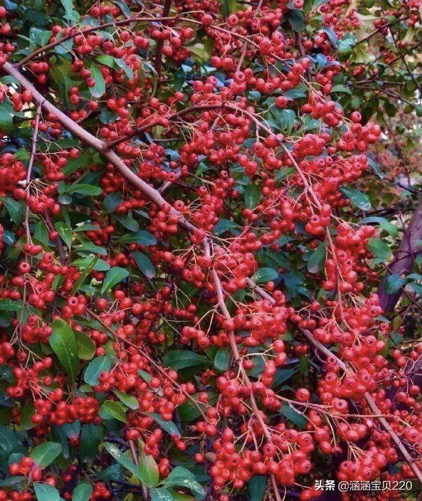 武汉路边树上结的红果子是什么？