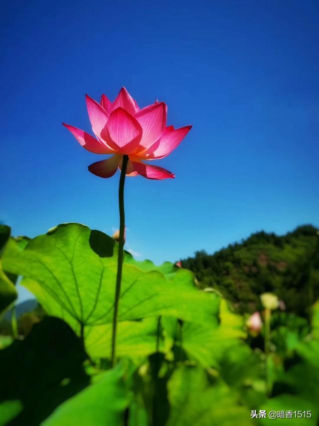 夏日花卉作品?夏日花卉作品介绍!