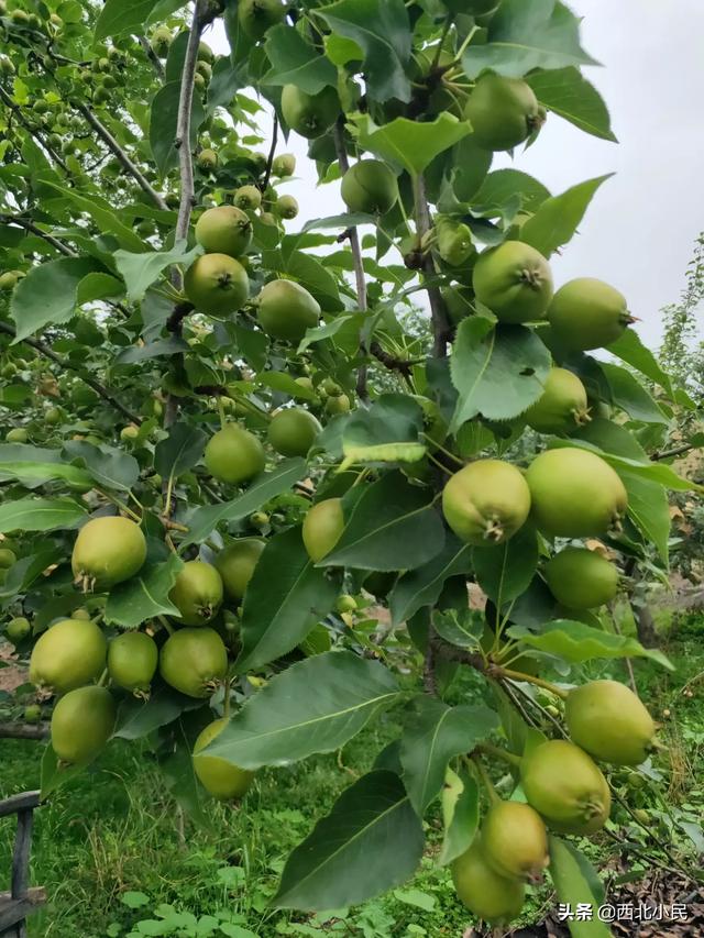 种植什么果园最好挣钱呢,种植什么果园最好挣钱呢视频