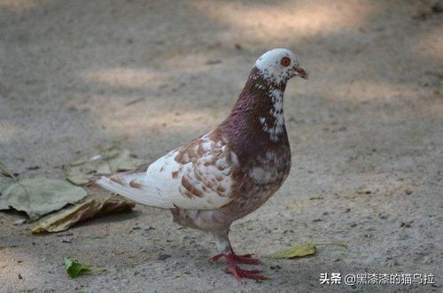 鸽子和蜂蜜有什么功效(图7)